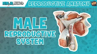 Anatomy of Male Reproductive System  Model [upl. by Duma]