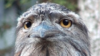 The extraordinary face of Australias Tawny Frogmouth [upl. by Ynatsed]