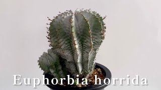 【Euphorbia horridaユーフォルビアホリダ】 [upl. by Aihsatan492]