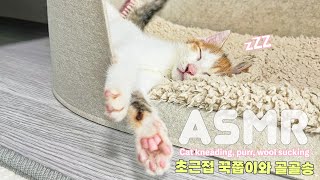 초근접 아기고양이 꾹쭙이  골골송 ASMR 1시간 수면 유도 영상ㅣCat Kneading Cat Purr Cat Wool Sucking [upl. by Donald]