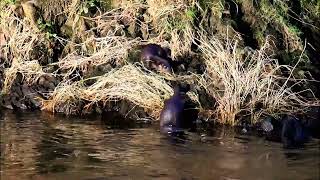 A Pair of Otters At The River Don Aberdeen Scotland  Part 1 [upl. by Llednahs447]