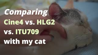 Comparing Cine4 vs HLG vs ITU709 of sony α wich my cat [upl. by Domella]