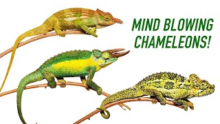 3 of the CRAZIEST Chameleon Species from Africa [upl. by Gerty]