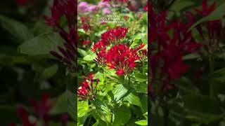 🌸 Snag 43quot Pentas at 50 off Hurry while supplies last 🌿 pentas plants sale gardening [upl. by Ayikin]