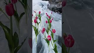 Los tulipanes 🌷sobreviven al hielo ❄️ 🥶 [upl. by Azeel]