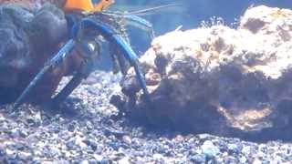 Hermit Crab eat hydroids [upl. by Seiber]