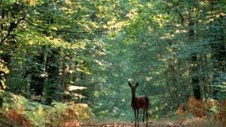 A la découverte de la Forêt  Documentaire francais sur la Nature [upl. by Neelhtak427]