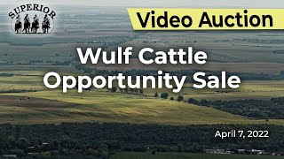 Wulf Cattle Opportunity Sale [upl. by Aelegna]