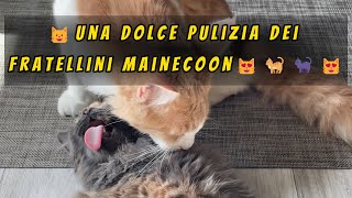 😺Una dolce pulizia dei fratellini Maine Coon😻🐈🐈‍⬛😻mainecoon mainecooncat mainecoonlife shorts [upl. by Ruthi566]