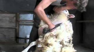 how to blade shear a sheep [upl. by Eelan539]