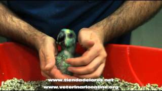 Loro Amazonas Aestiva  Informacion  Veterinario Online [upl. by Ahsemed]