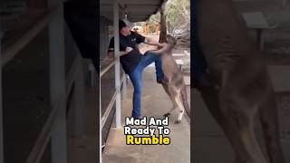 Kangaroo Goes Berserk on Humans in Wild Brawl 🦘😂 shorts animals wildlife australia kangaroo [upl. by Zandt424]