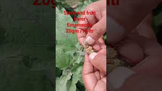 stem and fruits borer control emamectin 5 20gm pumpbrinjal farming growwithagriculture11 [upl. by Aissat]