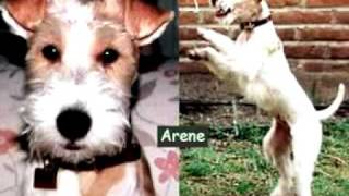 Arenas Wire Fox Terrier  In Memory of [upl. by Yardna]