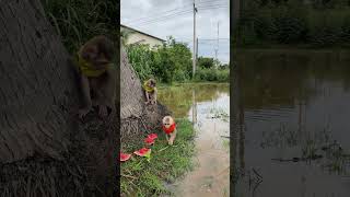 Adorable Baby Monkeys Love To Play Outside In The Fresh Morning [upl. by Bohs]