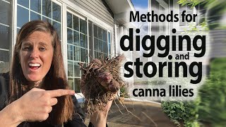 Digging Up and Storing Canna Bulbs and Dividing Them [upl. by Ennayhs]