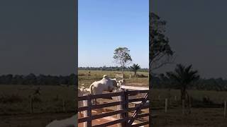 BOIS PULANDO A CERCA FUGINDO PRO PASTO gadobravo gado roça agro vaca gadodecorte [upl. by Akener]