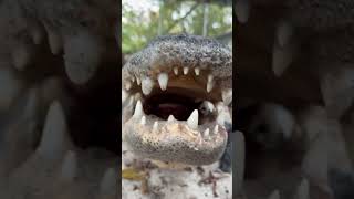 Gator munch ASMR  Everglades outpost animals gator [upl. by Darcie]