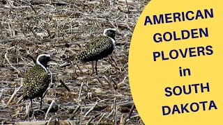 American Golden Plovers in South Dakota 2019 [upl. by Akiaki322]