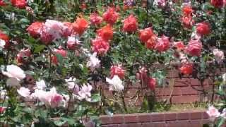 大阪府豊中市の二ノ切池公園のバラ 2015511 Roses of Toyonaka Osaka of Ninokiri Pond park Rose [upl. by Ardnatal79]