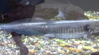 ＜絶滅危惧種＞メキシコサラマンダー（ウーパールーパー）＠上野動物園：Mexico Salamander Ueno Zoo [upl. by Nilat]