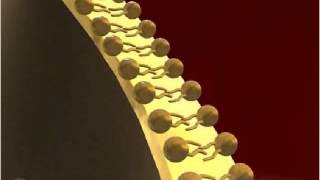 Plasma Membrane 3D [upl. by Valenza624]