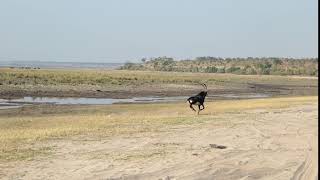 Chobe  Sable Antelope Running [upl. by Korry]