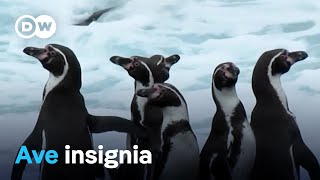 El pingüino de Humboldt [upl. by Troxell]