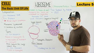 RIBOSOMES structure and function  Video 5 [upl. by Lednyc]