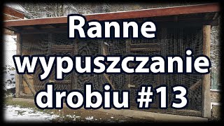 Ranne wypuszczanie drobiu 13 [upl. by Naeruat]