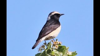 Cyprus wheatear Oenanthe cypriaca Σκαλιφούρτα  Endemic to Cyprus  Πετροκλής της Κύπρου [upl. by Shapiro]