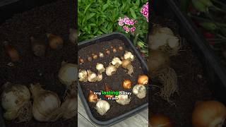 How to Layer Spring Bulbs for a Long Lasting Display Lasagne Planting [upl. by Aneles]