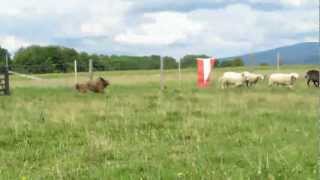 Cheveyo herding Training mit Lynn Leach aus Kanada [upl. by Anitnauq]