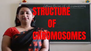 Easy explanation of STRUCTURE OF CHROMOSOMES BIOLOGY  ICSE CBSE Board Exams [upl. by Nanci]