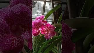 quotWalingWalingquot Orchids lover grows Vanda sanderiana a species orchids short reels video [upl. by Nroht]