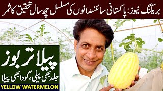 YELLOW Watermelon Variety Developed by PAKISTANI Scientists  May 2024 [upl. by Afatsum]