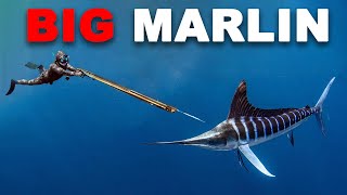 Spearfishing Marlin amp Fighting AGGRESSIVE Sharks [upl. by Nylisoj]