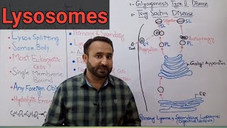 Lysosomes  Storage Diseases  Primary Lysosomes  Secondary Lysosomes  Class 11 Biology [upl. by Mirabelle]