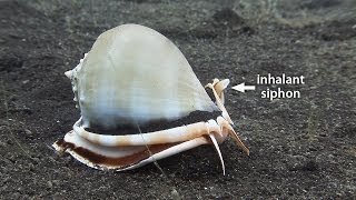 Mucky Secrets  Part 17  Sea Snails amp Flame Scallop  Lembeh Strait [upl. by Ahsinar]