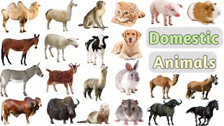 Domestic Animals Vocabulary ll 25 Domestic Animals Name In English With Pictures ll Domestic Animals [upl. by Horner]