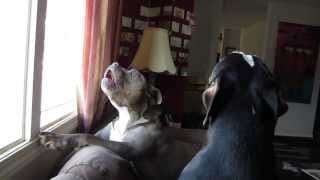 Pit Bulls Howling  We miss daddy [upl. by Aissilem]