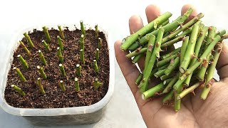 How to grow Roses from SMALL Cuttings  Grow cuttings at home [upl. by Naillig]