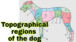 Topographical regions of the dog  Aniket tyagi  Vet study [upl. by Eleni593]