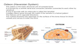 Osteon Harvesian System [upl. by Alyson]