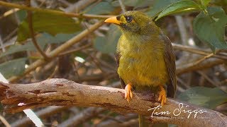 Bell Miner Manorina melanophrys  HD Video clip 11 Tim Siggs ABVC [upl. by Lauree]