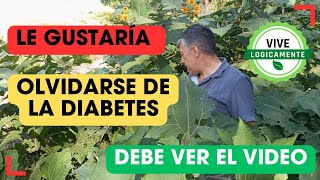 Quiere curar la diabetes Conoce el yacon y sus beneficios [upl. by Nwahsel]