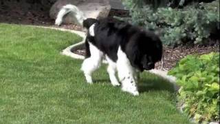 Titan 7 months old Landseer Newfoundland [upl. by Erskine]