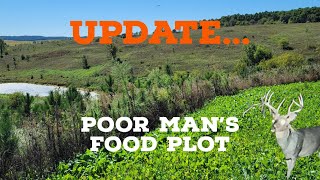 Poor Mans Food Plot Update You Wont Believe How It Turned Out [upl. by Krigsman]