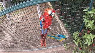 Le parc zoologique Tropical La landelesmaures [upl. by Niran]