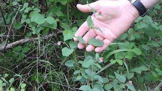 Plant Speed Dating  Snowberry Symphoricarpus albus [upl. by Kramlich]